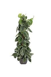 Scindapsus ali mavrina Trebie