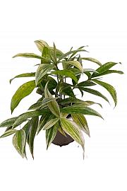 Dracena Silver