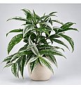 Dracena Silver