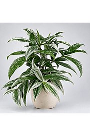 Dracena Silver
