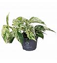 Potos Marble Queen