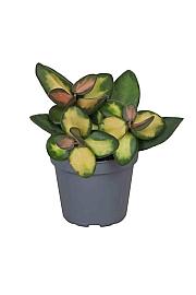 Hoya Burtoniae variegata