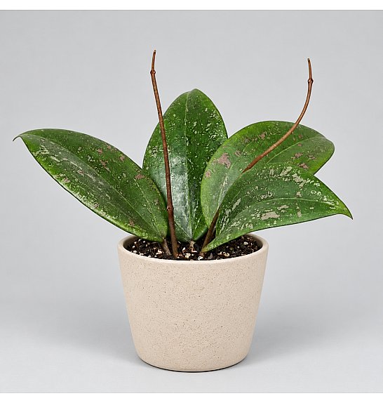 Hoya Wibergiae; Ø6 cm