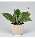 Hoya Wibergiae