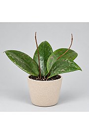 Hoya Wibergiae