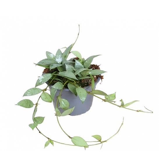 Hoya lacunosa Mint; Ø9 cm