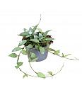 Hoya Mint