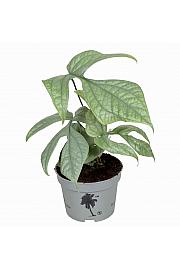 Spiderman monstera - XS