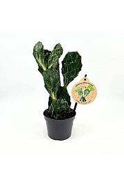 Opuncija variegata Ghost