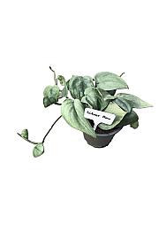 Scindapsus Silver Hero