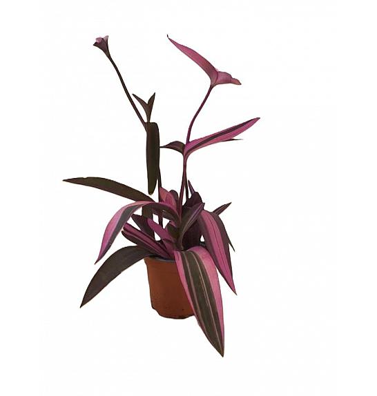 Tradescantia palida Pink Stripe; Ø12 cm