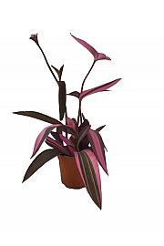 Tradeskancija Pink Stripe