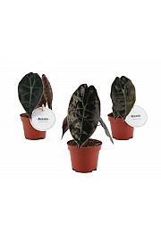 Alokazija Red Petiole S