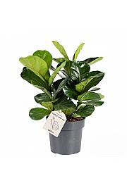 Fikus Lyrata bambino