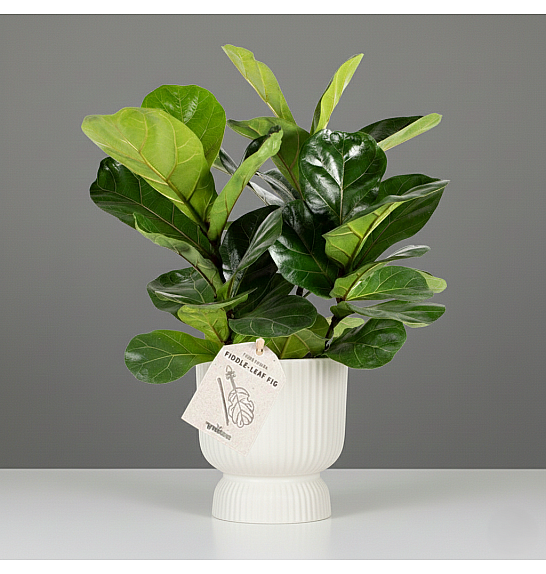 Ficus Lyrata bambino; Ø21 cm