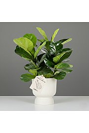 Fikus Lyrata bambino