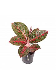 Aglaonema Red Sprinkles; Ø12
