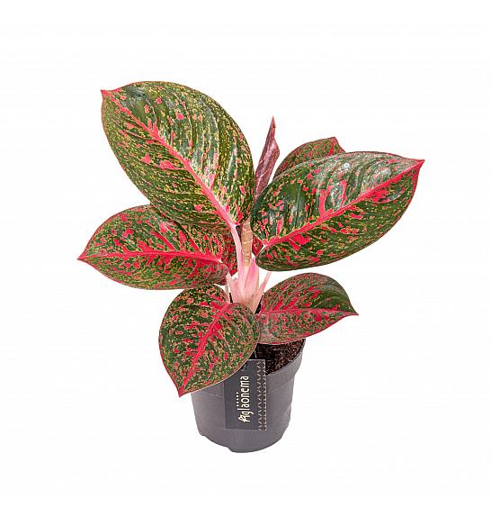 Aglaonema Red Sprinkles; Ø12
