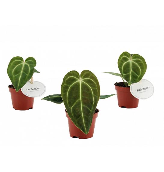 Anthurium Regale; o6 cm