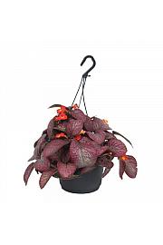 Episcia Malayan Gem