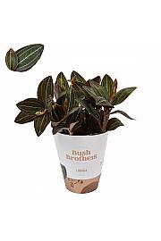 Ludisia discolor