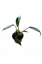Philodendron Joepii