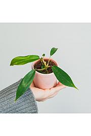 Philodendron Joepii