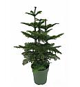 Araucaria Heterophyla XL