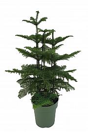 Araucaria Heterophyla XL
