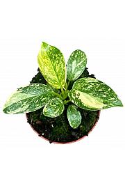 Filodendron Green Congo Hybrid