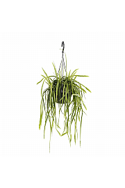 Koralni kaktus Holvianum