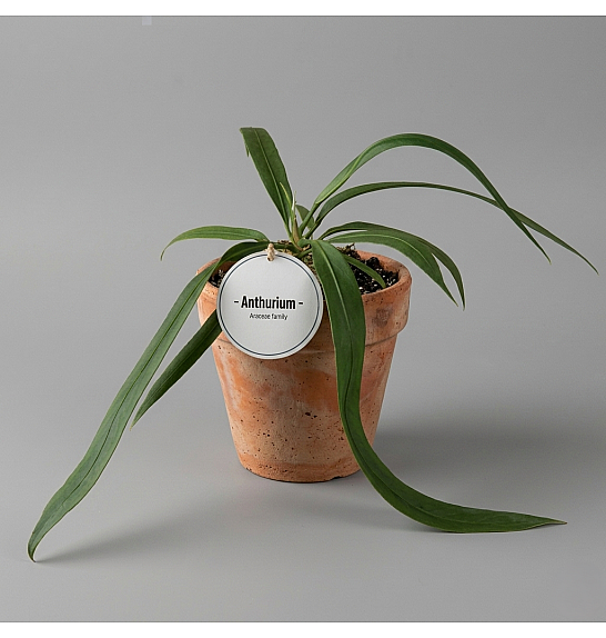 Anthurium Vittariifolium; Ø14 cm