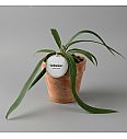 Anthurium Vittariifolium