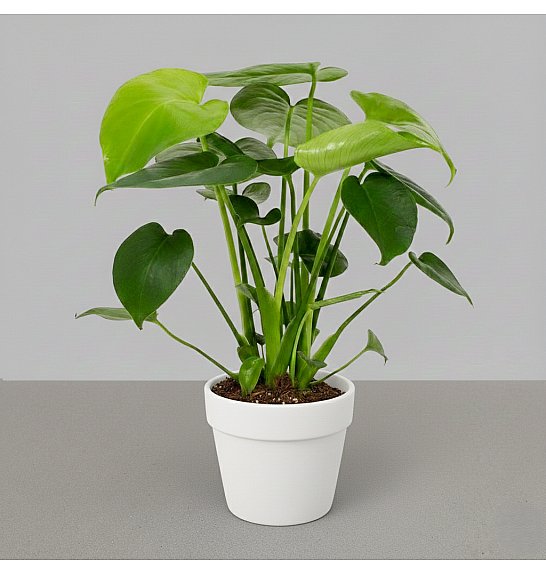 Monstera deliciosa Tauerii; Ø12 cm