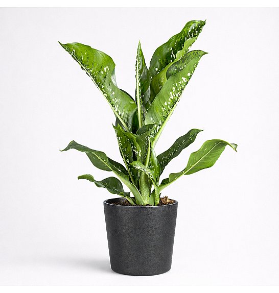 Dieffenbachia Caiman; Ø21 cm