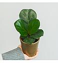 Fikus Lyrata bambino