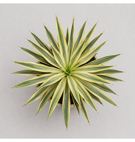 Yucca Mix Western Desert Dreams; Ø18 cm