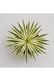 Yucca Mix Western Desert Dreams