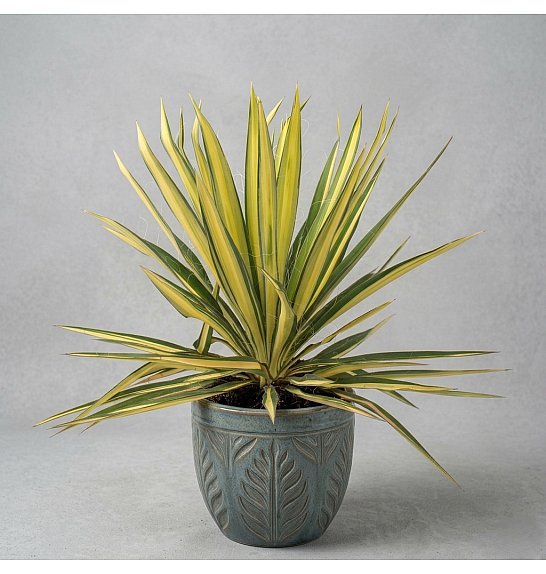 Yucca Gloriosa Color Guard Western Desert Dreams; Ø26 cm
