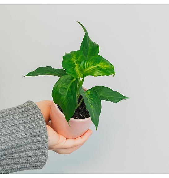 Dieffenbachia Camilla; Ø6 cm