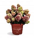 Latasta hortenzija Garden Lights Red Light Por