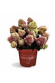Latasta hortenzija Garden Lights Red Light Por