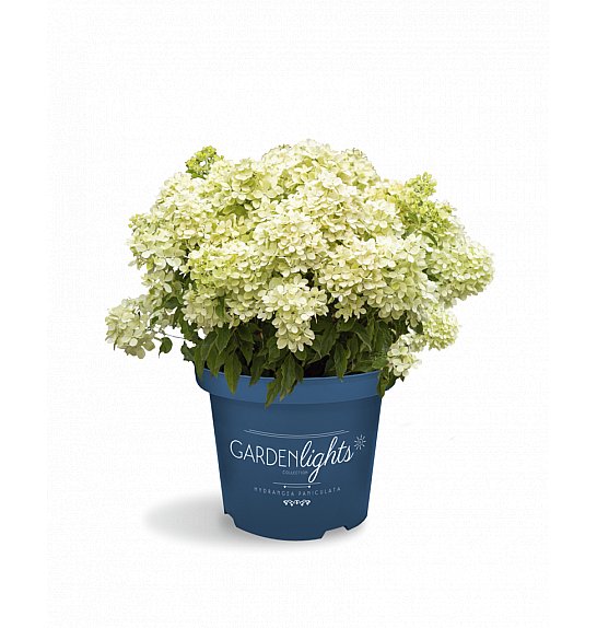 Hydrangea paniculata Garden Lights White Light Por C3 Lit. 20-30 cm