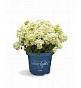  Latasta hortenzija Garden Lights White Light Por