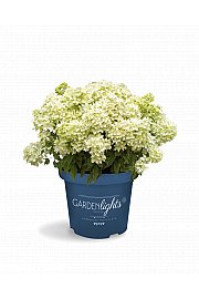  Latasta hortenzija Garden Lights White Light Por