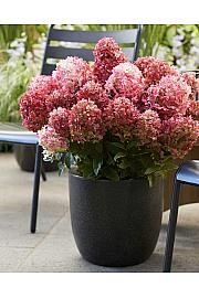 Latasta hortenzija Living Creations Living Little Rosy 