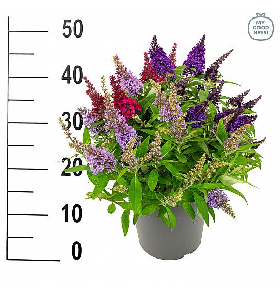 Buddleja davidii Butterfly Candy Buddleja Trio C5 Lit 30-35 cm