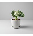Alokazija Dragon Scale Mint