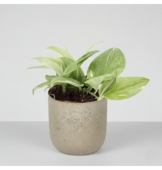 Scindapsus Rubicon; Ø12cm