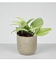 Scindapsus Rubicon